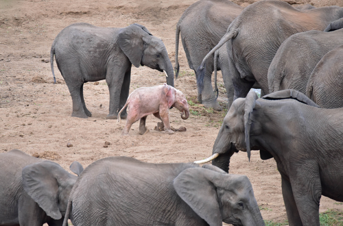 Anak Gajah Merah Muda Lahir Di Afrika Selatan