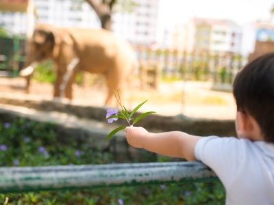 Tips Mengenalkan Hewan Pada Anak Dengan Cara Menyenangkan