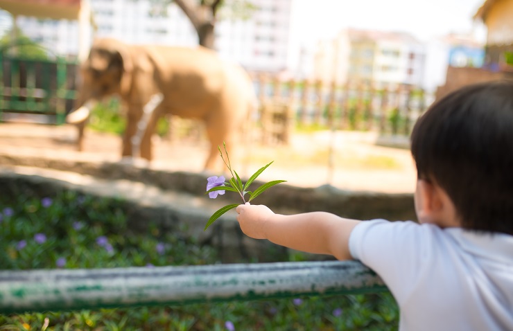 Tips Mengenalkan Hewan Pada Anak Dengan Cara Menyenangkan