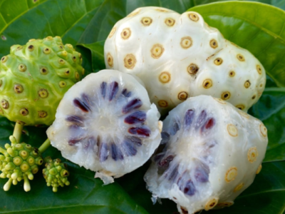 Mencegah Anemia Dengan Buah Mengkudu, Fakta Atau Mitos?