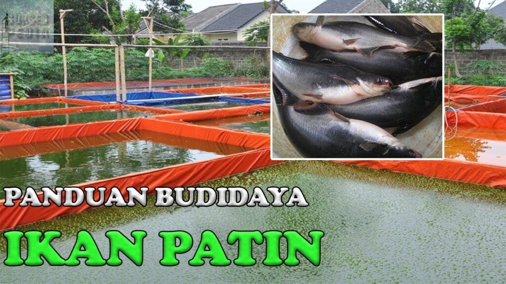 Budidaya Ikan Patin