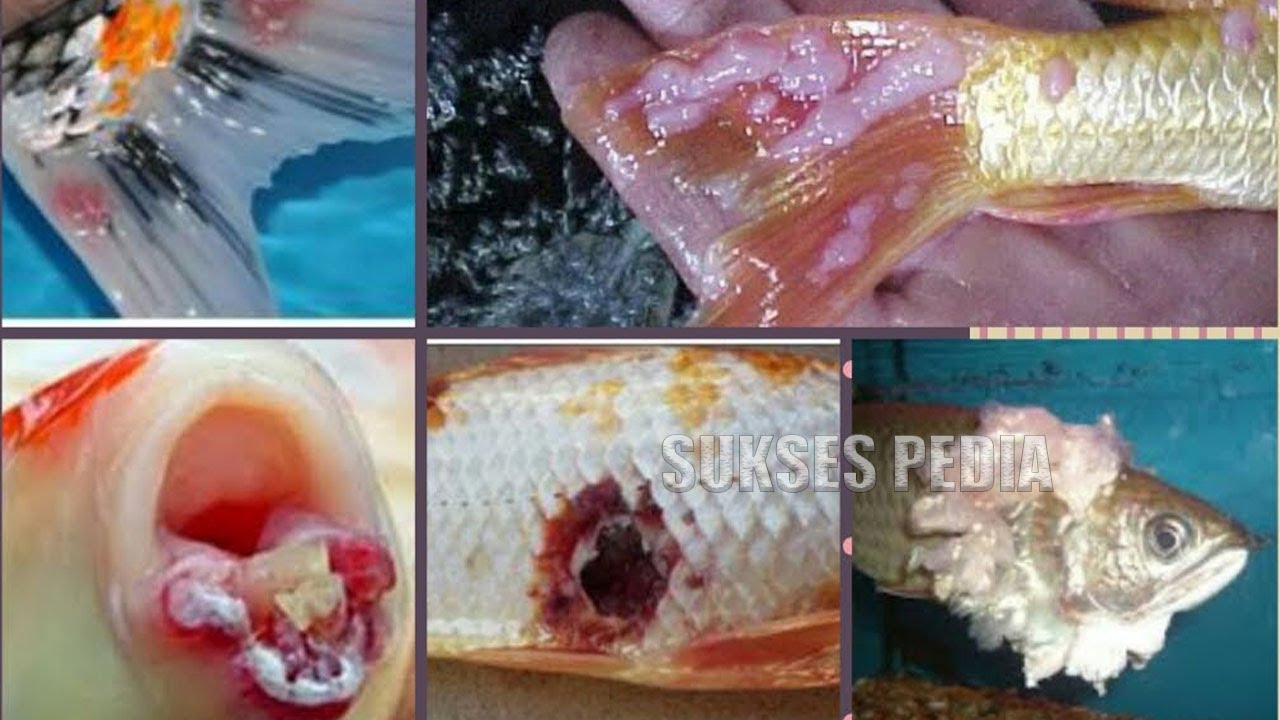 Hama Dalam Budidaya Perikanan, Ancaman Perlu Di waspadai