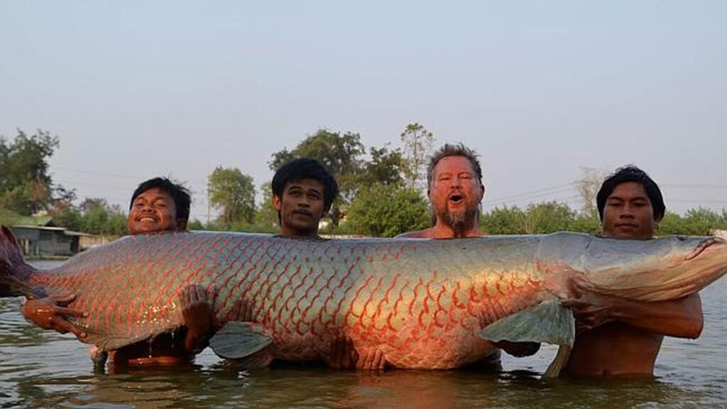 Ikan Arapaima