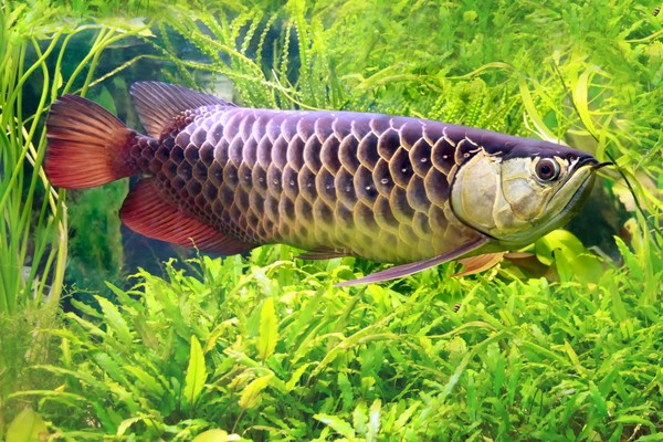 Ikan Arwana