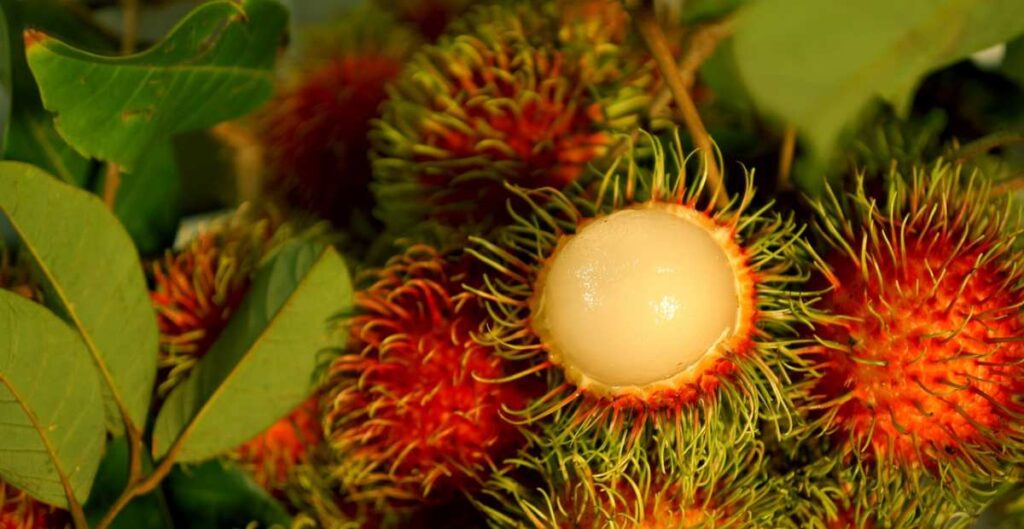 Khasiat Buah Rambutan Di Balik Manisnya