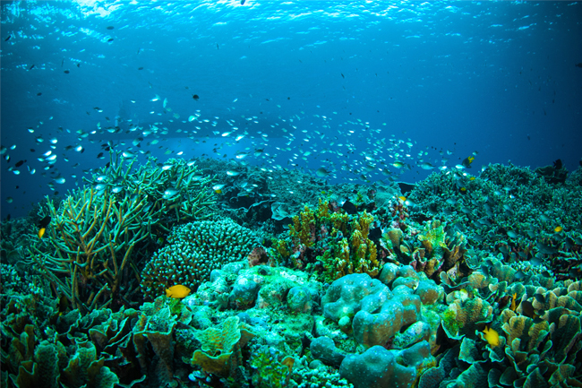 Laut Dalam Indonesia