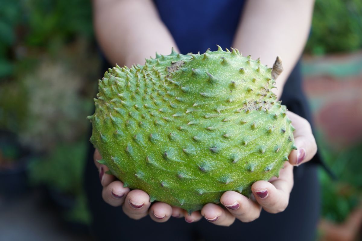 Manfaat Buah Sirsak Yang Ternyata Ada Banyak