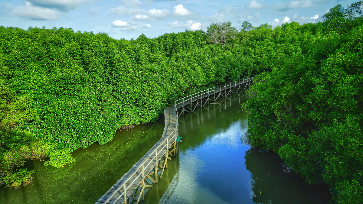 Mangrove Di Indonesia Jaga Keseimbangan Lingkungan Pesisir