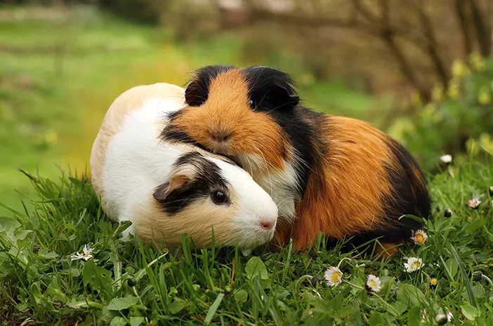 Famili Sciuridae Merupakan Marmut Yang Termasuk Hewan Pengerat