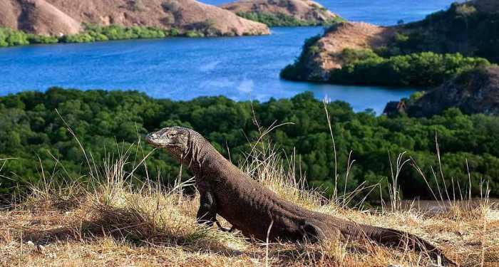 Panorama Terbaik Yang Ada Di Nusa Tenggara Barat