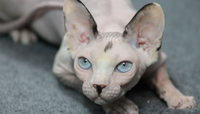 Sphynx Ras Kucing Unik Tanpa Bulu