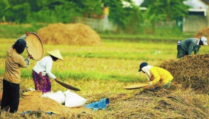 Swa Sembada Pangan Berperan Dalam Kesejahteraan Petani