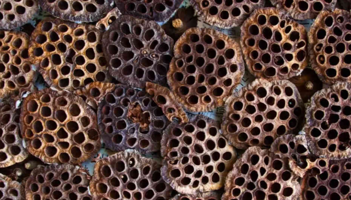 Trypophobia Merupakan Ketidaknyamanan Terhadap Lubang Kecil