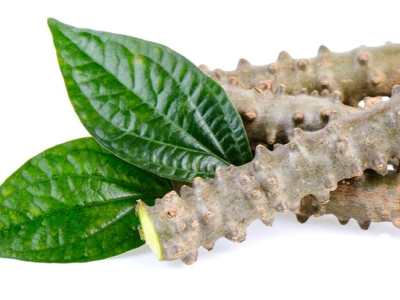 Tanaman Brotowali Yang Kerap Di Olah Menjadi Jamu