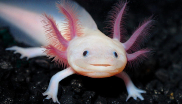 Selalu Tersenyum Dan Tak Pernah Tua Inilah Axolotl