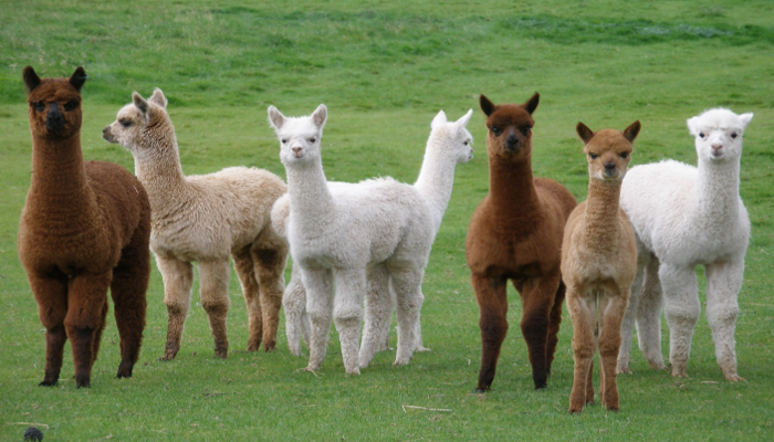 Hewan Lucu Nan Menggemaskan, Inilah Alpaca