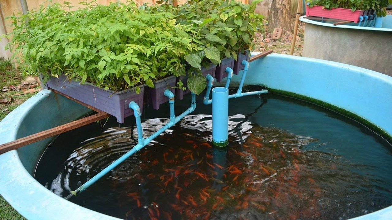 Sistem Akuaponik Harmoni Antara Budidaya Ikan dan Tanaman