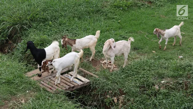 Tips Ternak Kambing Breeding Yang Wajib Kamu Ketahui