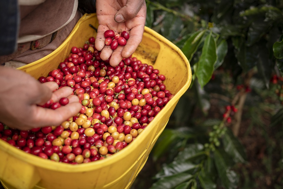 Destinasi Terbaik Untuk Pecinta Kopi Wisatawan