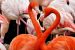 Hewan Paling Ikonik Di Dunia Flamingo