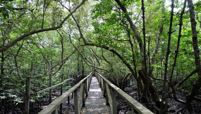 Manfaat Hutan Mangrove Untuk Menjaga Alam