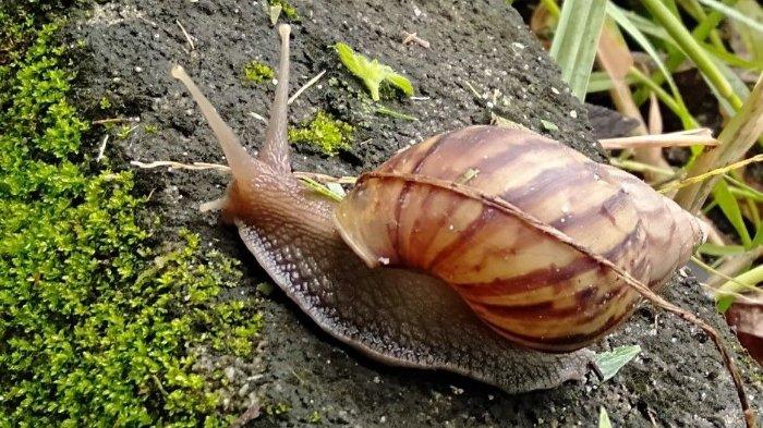 Siput Muncul Kenapa Setelah Hujan