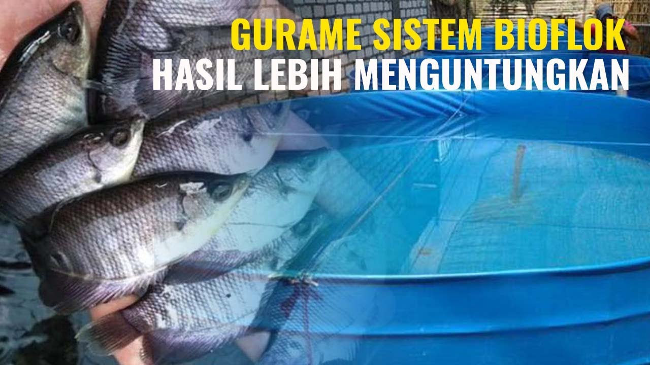 Bisnis Gurame