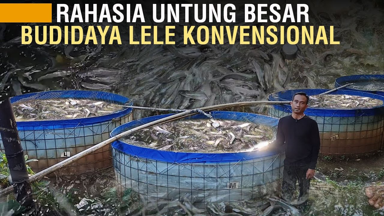 Usaha Lele