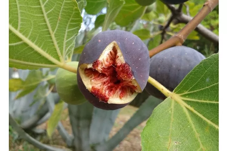 Kaya Nutrisi Tin Merupakan Jenis Buah Yang BanyaK Di Cari