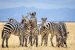 Keunikan Hewan Belang Yang Banyak Di Alam Liar Zebra