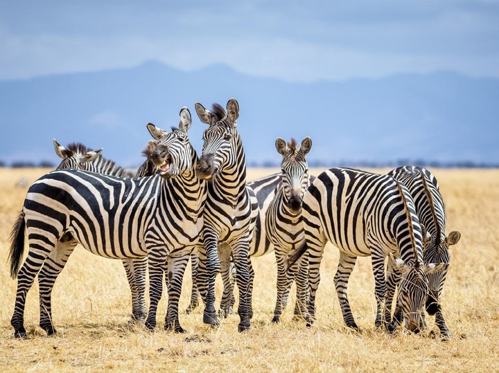 Keunikan Hewan Belang Yang Banyak Di Alam Liar Zebra