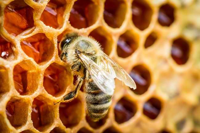 Khasiat Propolis Bagi Kesehatan Tubuh Yang Jarang Di Ketahui