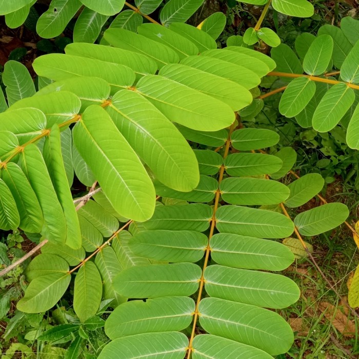 Rahasia Daun Ketepeng Dalam Merawat Kesehatan Tubuh