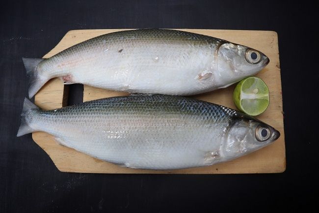 Sumber Protein Yang Bernutrisi Tinggi Dari Ikan Bandeng