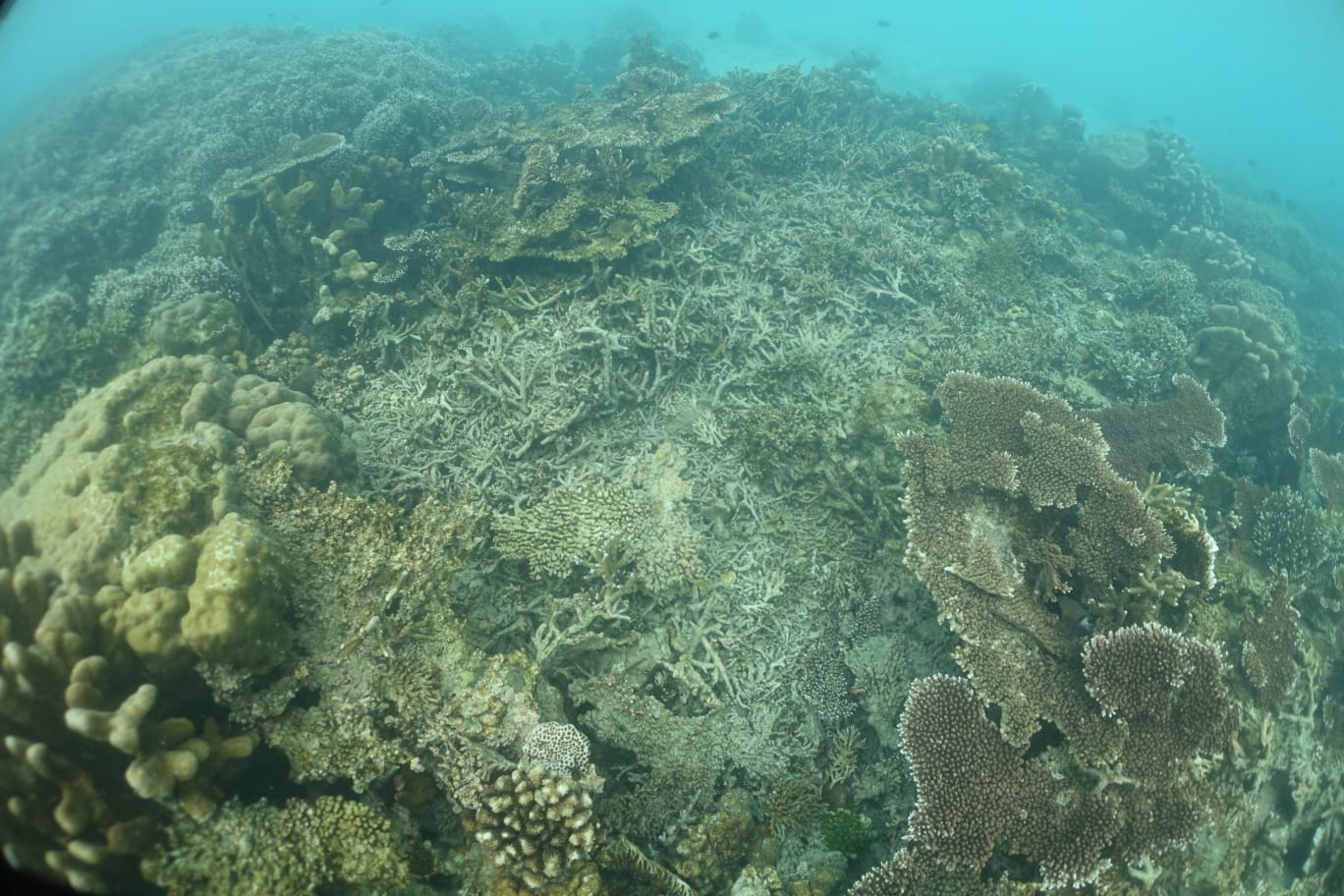 Ekosistem Terumbu Karang Dihadapkan Ancaman Punah