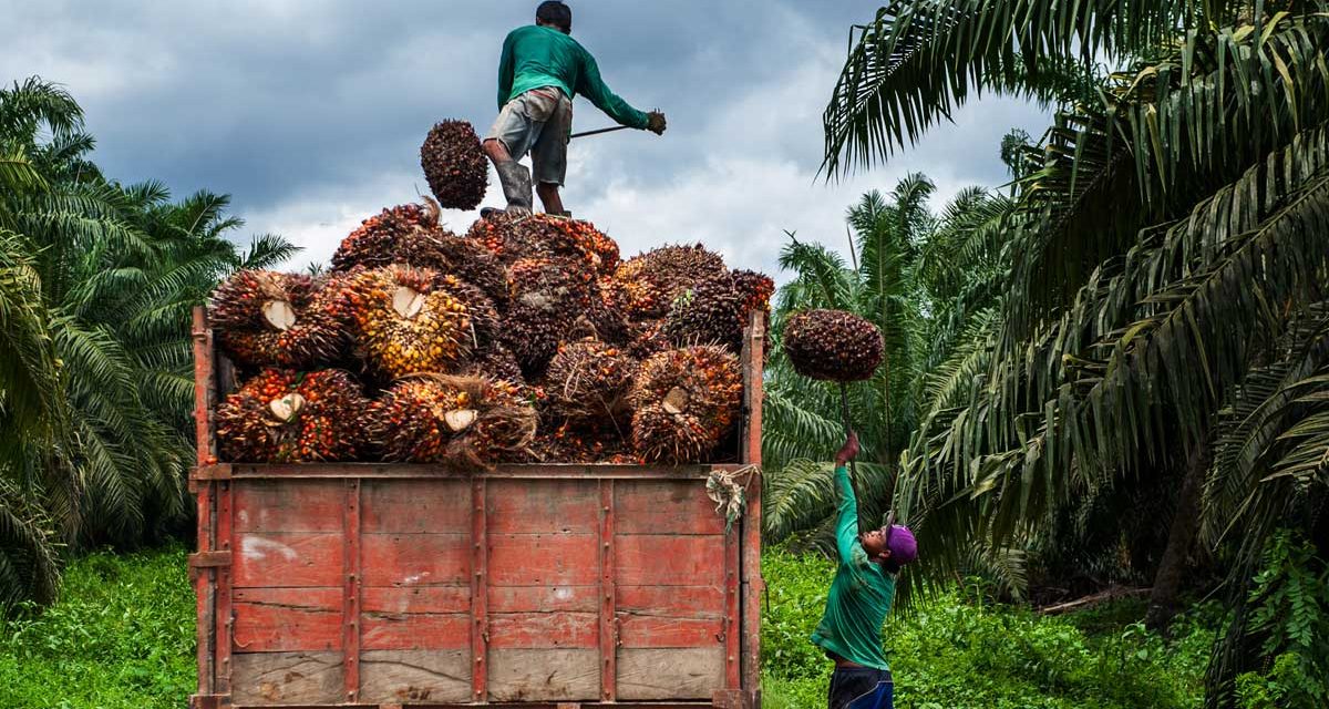 Harga TBS Sawit Di Sumut Sentuh Rp 3.500 per Kg, CPO Ikut Naik