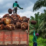 Harga TBS Sawit Di Sumut Sentuh Rp 3.500 per Kg, CPO Ikut Naik