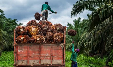 Harga TBS Sawit Di Sumut Sentuh Rp 3.500 per Kg, CPO Ikut Naik