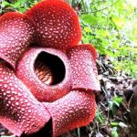 Bunga Rafflesia Keajaiban Alam Unik Yang Kini Hampir Punah