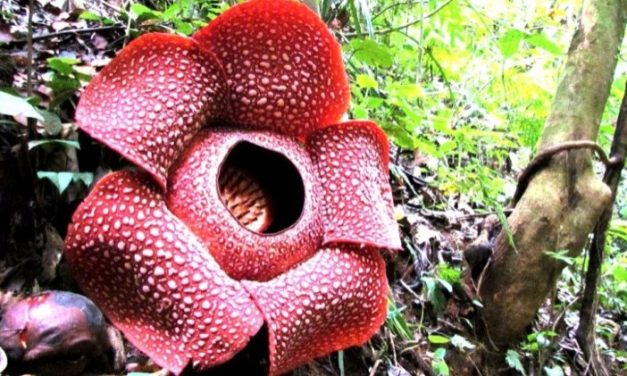 Bunga Rafflesia Keajaiban Alam Unik Yang Kini Hampir Punah