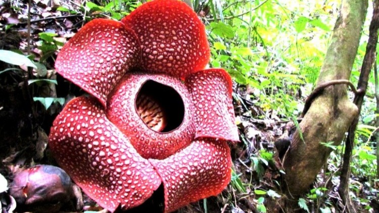 Bunga Rafflesia