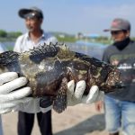 Mengenal Ikan Kertang Yang Punya Keunikan Dan Ciri Khas