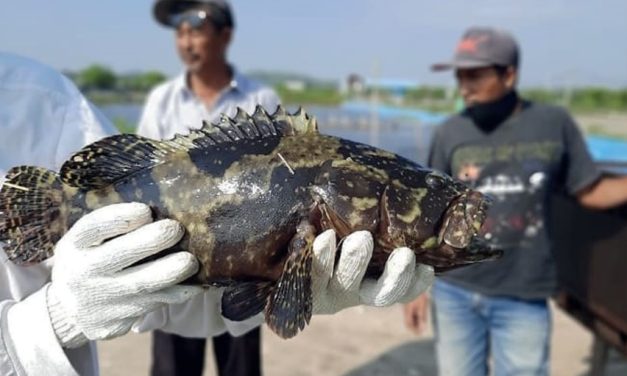 Mengenal Ikan Kertang Yang Punya Keunikan Dan Ciri Khas