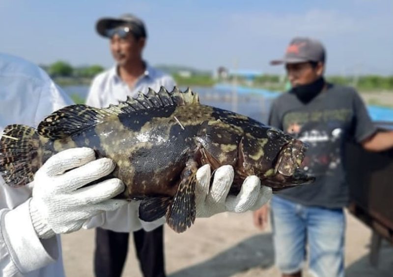 Mengenal Ikan Kertang