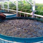 Usaha Ternak Ikan Lele Menjadi Bisnis Yang Menjanjikan Saat Ini