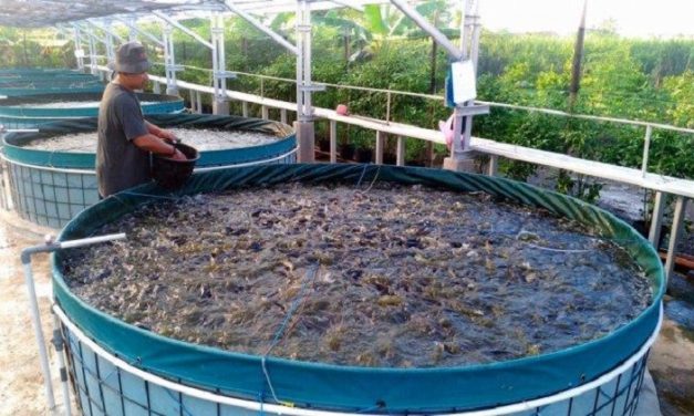Usaha Ternak Ikan Lele Menjadi Bisnis Yang Menjanjikan Saat Ini