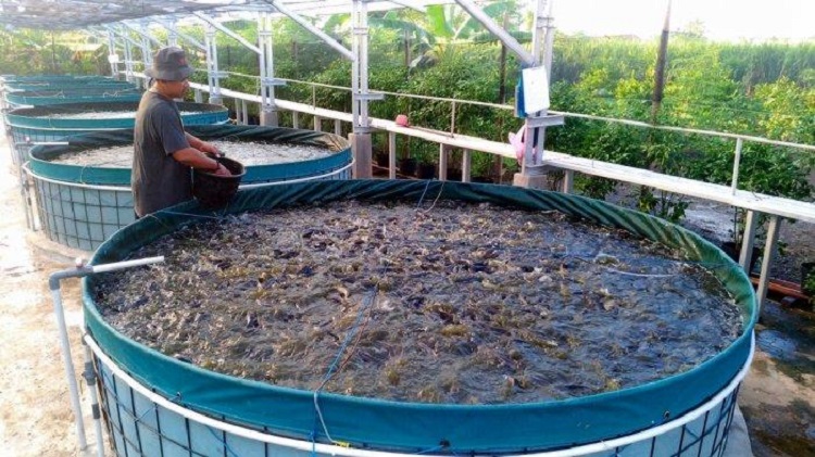 Usaha Ternak Ikan Lele Menjadi Bisnis Yang Menjanjikan Saat Ini