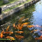 Bisnis Ikan Mas Mempunyai Potensi Penjualan Yang Sangat Masif