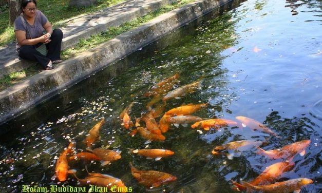 Bisnis Ikan Mas Mempunyai Potensi Penjualan Yang Sangat Masif