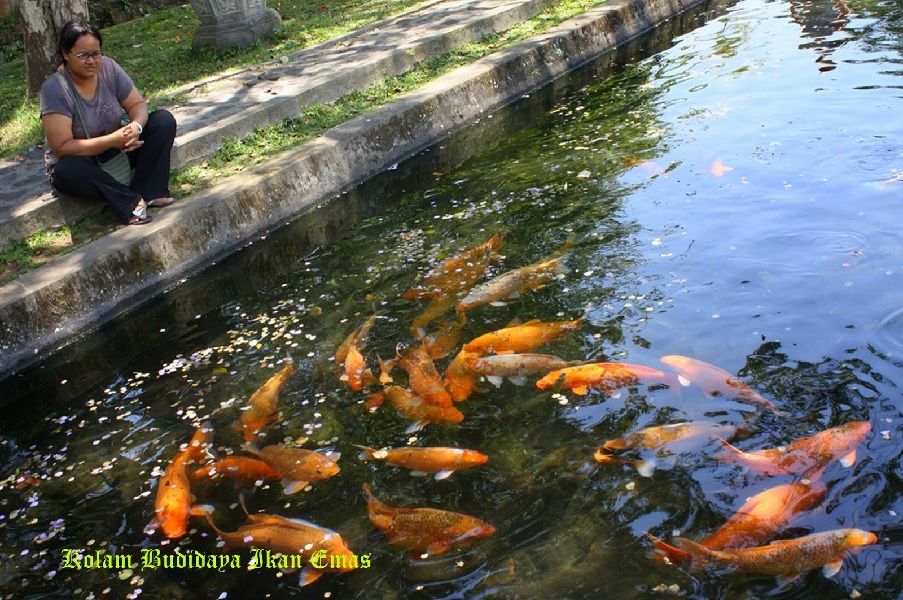 Bisnis Ikan Mas Mempunyai Potensi Penjualan Yang Sangat Masif
